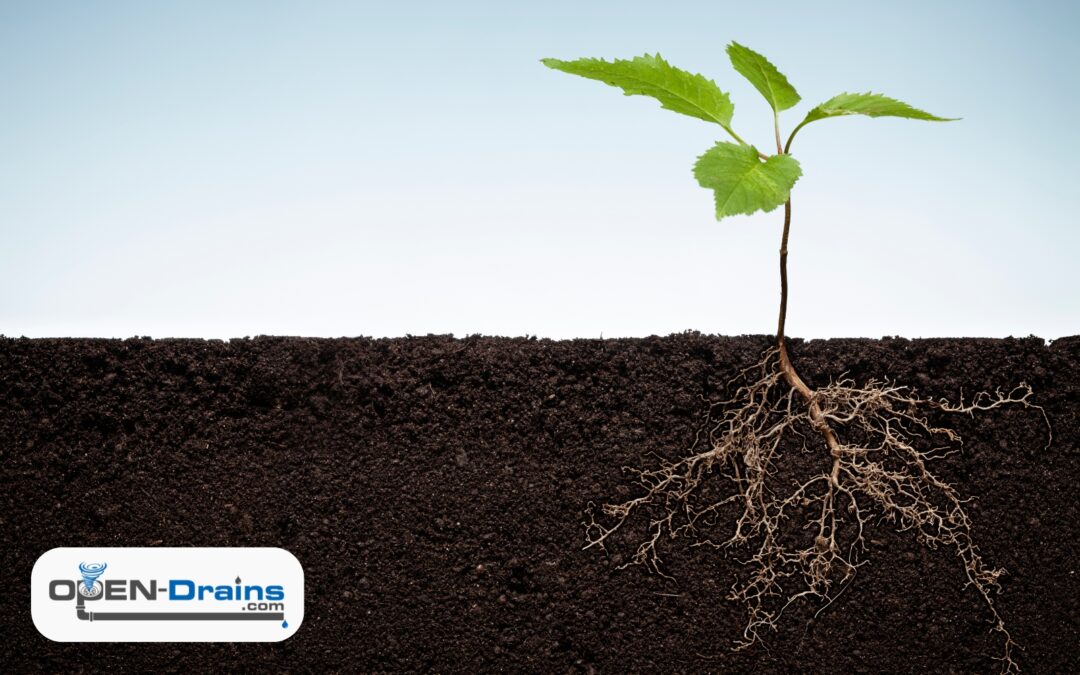 Why Tree Roots Are Worse in the Fall: Protecting Your Sewer Lines Before Winter